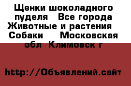 Щенки шоколадного пуделя - Все города Животные и растения » Собаки   . Московская обл.,Климовск г.